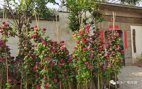 新鄉(xiāng)縣七里營這個(gè)村閑置房屋改成了精品民宿