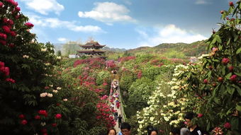 百里杜鵑鵬程管理區(qū)橋頭社區(qū)第二屆白族文化節(jié)將于4月7日舉行......