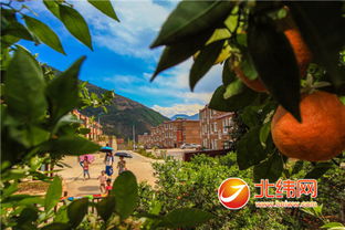 石棉黃果柑成長記