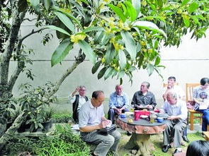 高淳縣一百歲金桂開花了 鄰里圍坐樹下話家常