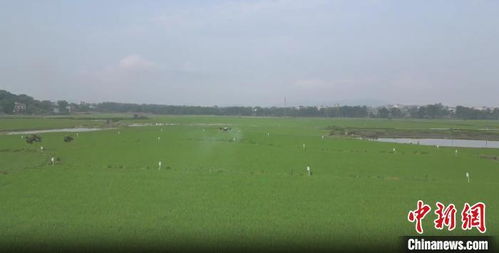 湖南祁陽綠色防控護(hù)航38萬畝早稻