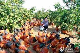 立體養(yǎng)殖，一地多收——廣西大新七里新村的致富新路